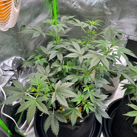Lemon Haze Auto growlog timeline photo