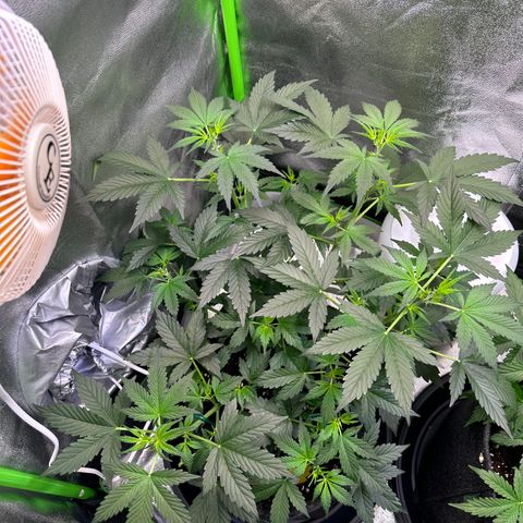 Lemon Haze Auto growlog timeline photo