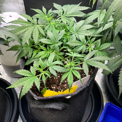 Auto Orange Bud growlog timeline photo
