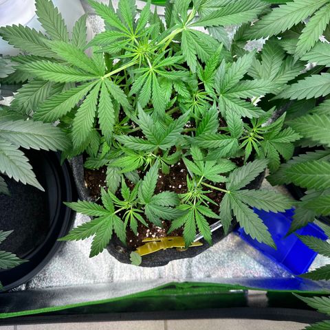 Auto Orange Bud growlog timeline photo
