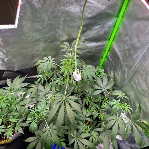 Watermelon Zkittlez Auto growlog timeline photo