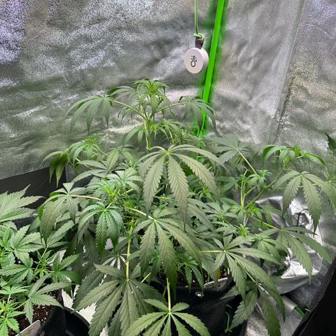 Watermelon Zkittlez Auto growlog timeline photo