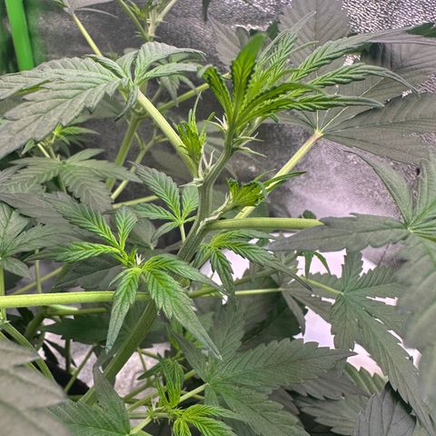 Lemon Haze Auto growlog timeline photo