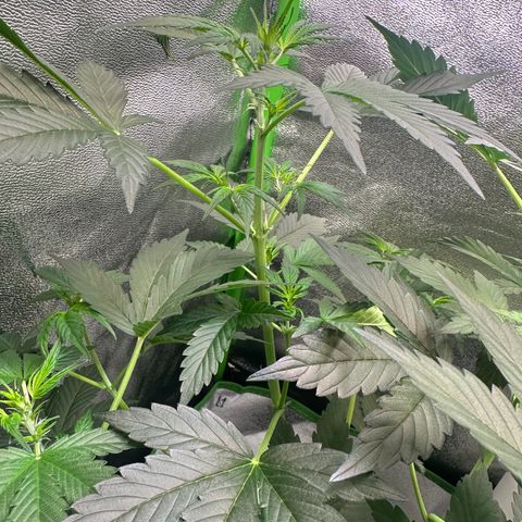 Lemon Haze Auto growlog timeline photo