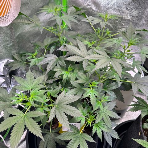 Lemon Haze Auto growlog timeline photo