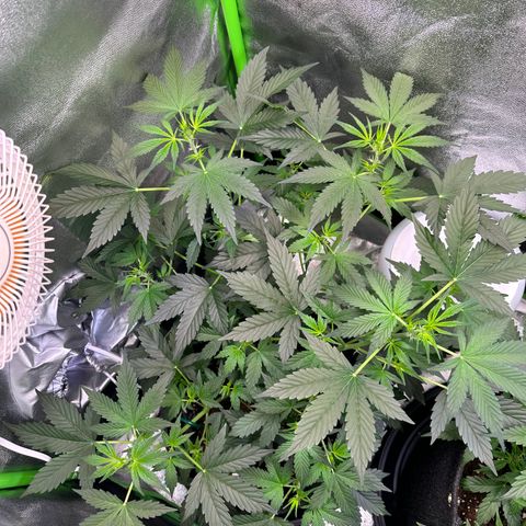 Lemon Haze Auto growlog timeline photo