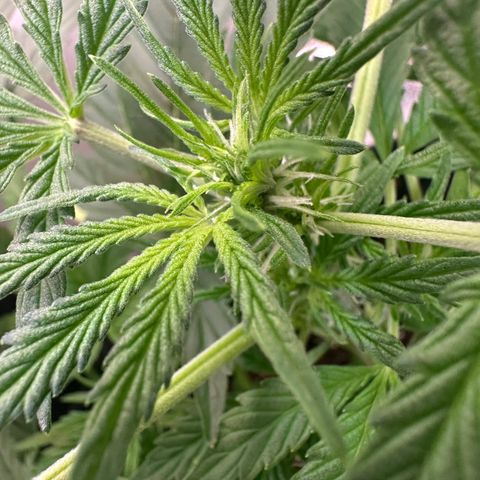 Auto Orange Bud growlog timeline photo