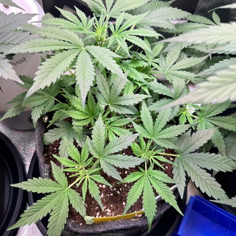 Auto Orange Bud growlog timeline photo