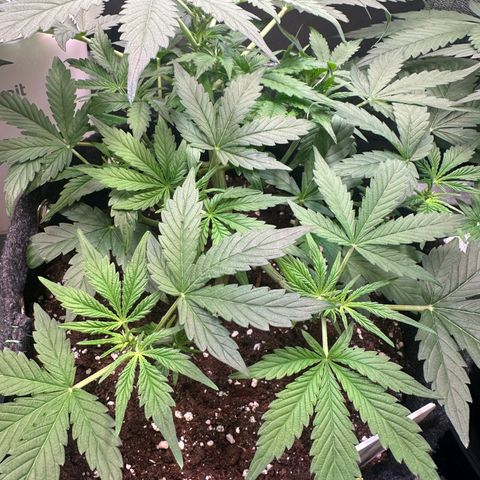 Auto Orange Bud growlog timeline photo