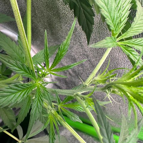 Watermelon Zkittlez Auto growlog timeline photo
