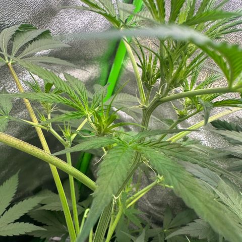 Watermelon Zkittlez Auto growlog timeline photo