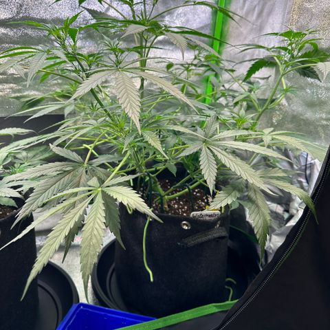 Watermelon Zkittlez Auto growlog timeline photo