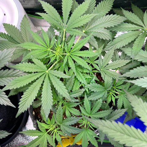 Auto Orange Bud growlog timeline photo