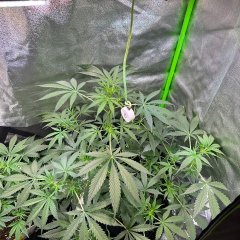 Watermelon Zkittlez Auto growlog timeline photo