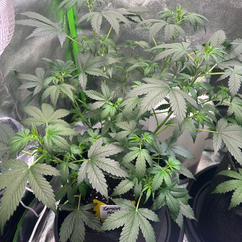Lemon Haze Auto growlog timeline photo