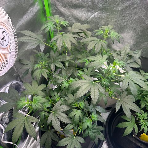 Lemon Haze Auto growlog timeline photo