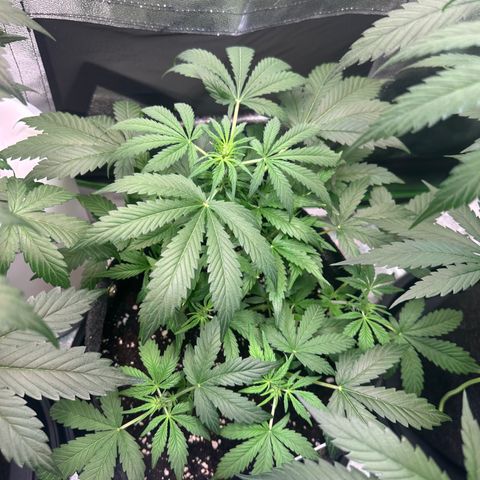 Auto Orange Bud growlog timeline photo