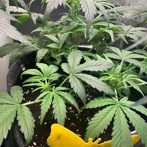 Auto Orange Bud growlog timeline photo