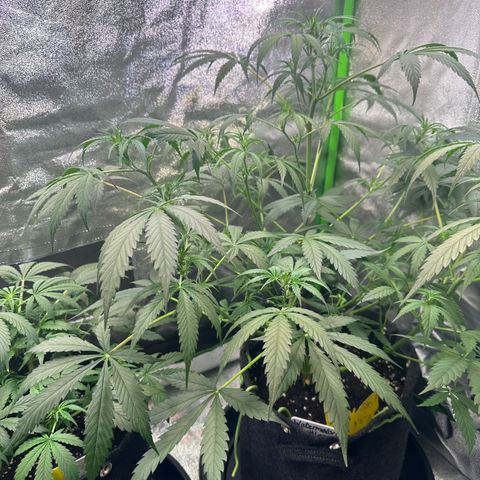 Watermelon Zkittlez Auto growlog timeline photo