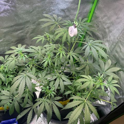 Watermelon Zkittlez Auto growlog timeline photo