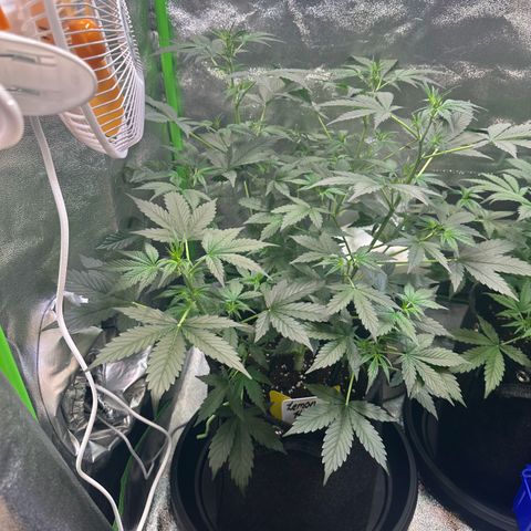 Lemon Haze Auto growlog timeline photo