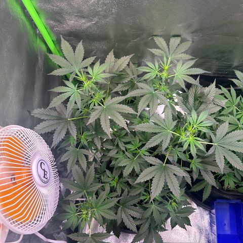 Lemon Haze Auto growlog timeline photo
