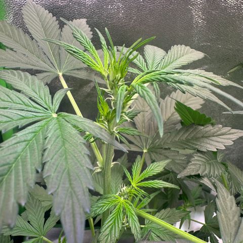 Lemon Haze Auto growlog timeline photo