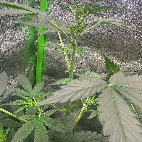Lemon Haze Auto growlog timeline photo