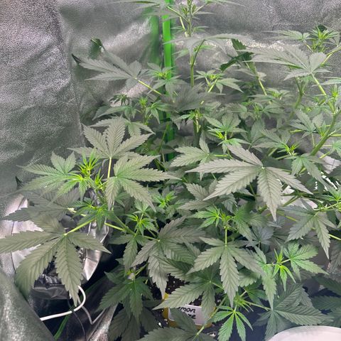 Lemon Haze Auto growlog timeline photo