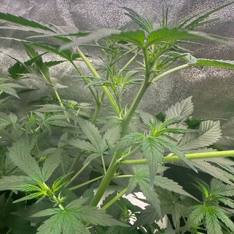 Lemon Haze Auto growlog timeline photo