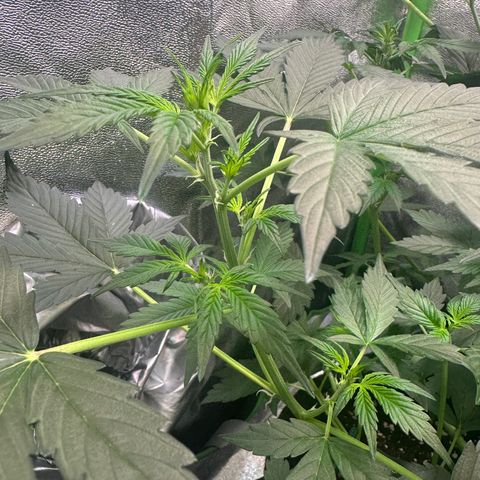 Lemon Haze Auto growlog timeline photo