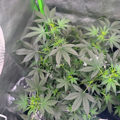 Lemon Haze Auto growlog timeline photo