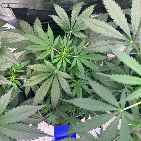 Auto Orange Bud growlog timeline photo