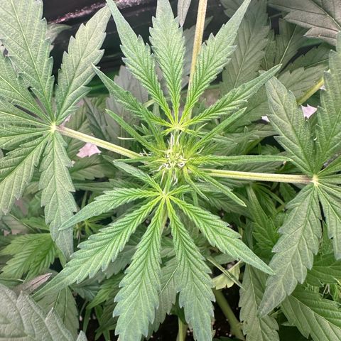 Auto Orange Bud growlog timeline photo