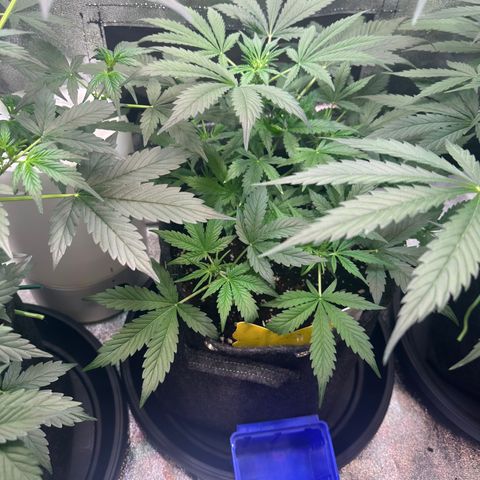 Auto Orange Bud growlog timeline photo