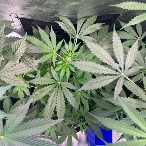 Auto Orange Bud growlog timeline photo