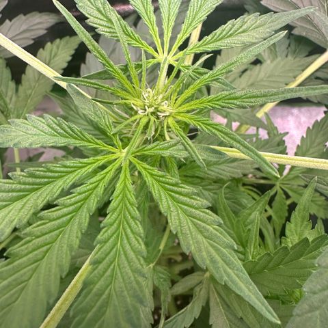 Auto Orange Bud growlog timeline photo