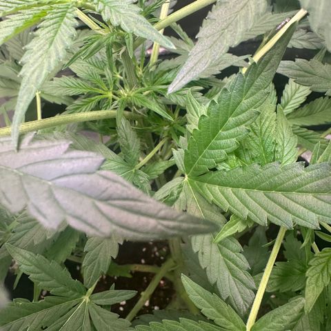 Auto Orange Bud growlog timeline photo