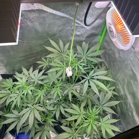 Watermelon Zkittlez Auto growlog timeline photo