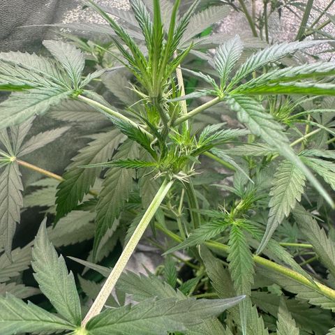 Watermelon Zkittlez Auto growlog timeline photo