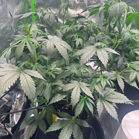 Lemon Haze Auto growlog timeline photo