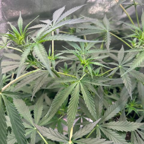 Watermelon Zkittlez Auto growlog timeline photo