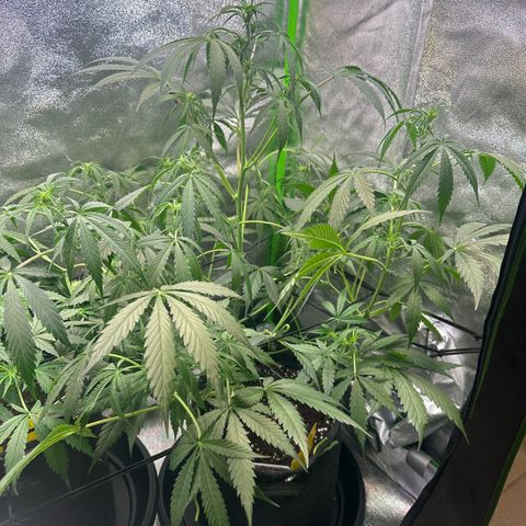 Watermelon Zkittlez Auto growlog timeline photo