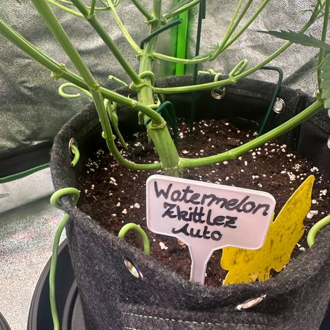 Watermelon Zkittlez Auto growlog timeline photo