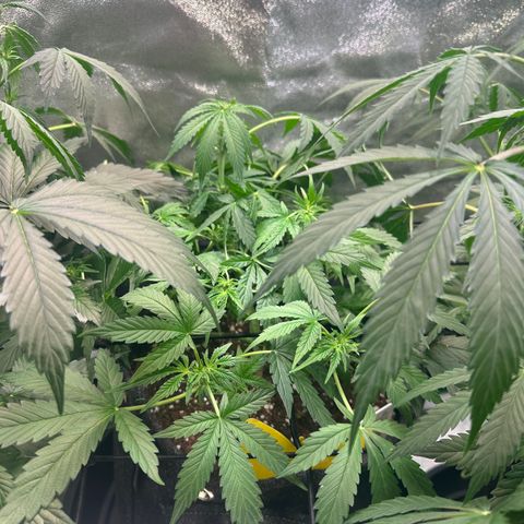 Auto Orange Bud growlog timeline photo