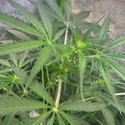 Watermelon Zkittlez Auto growlog timeline photo