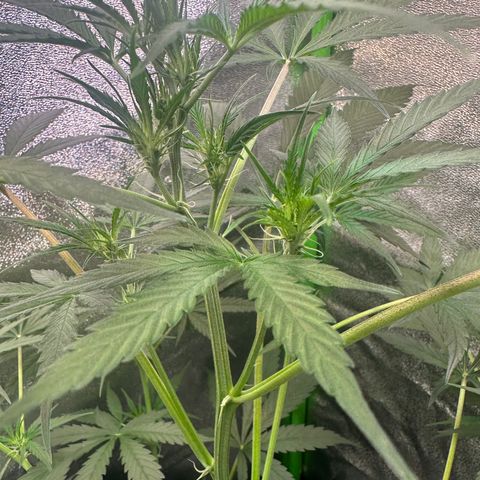 Watermelon Zkittlez Auto growlog timeline photo