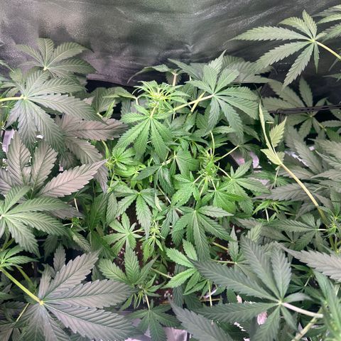 Auto Orange Bud growlog timeline photo