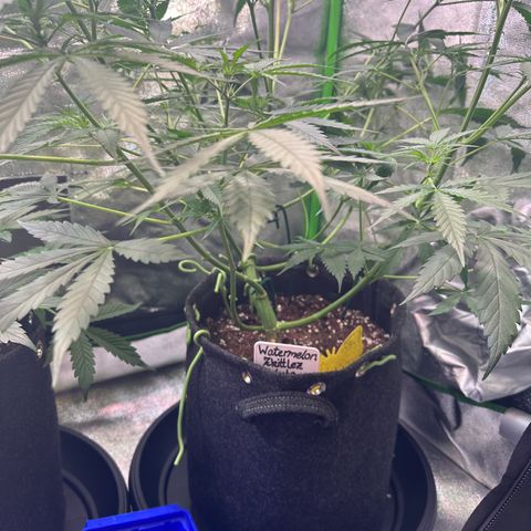 Watermelon Zkittlez Auto growlog timeline photo