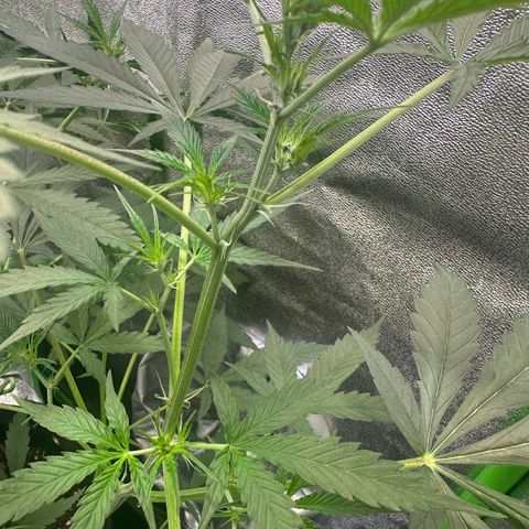 Watermelon Zkittlez Auto growlog timeline photo